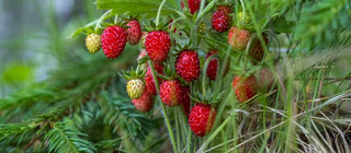 Wild strawberries or raspberrys jelly