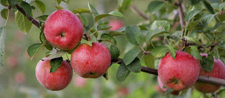 Varenyky with fresh apples